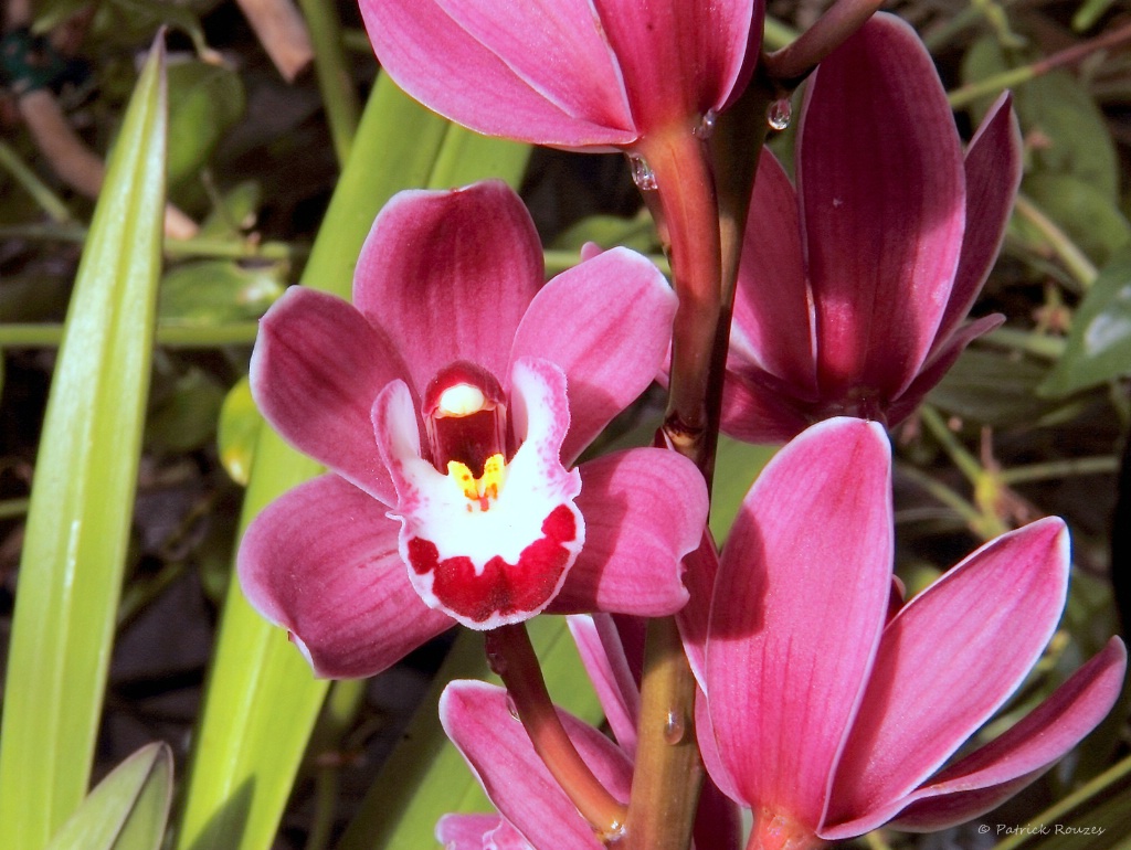 Red Orchid