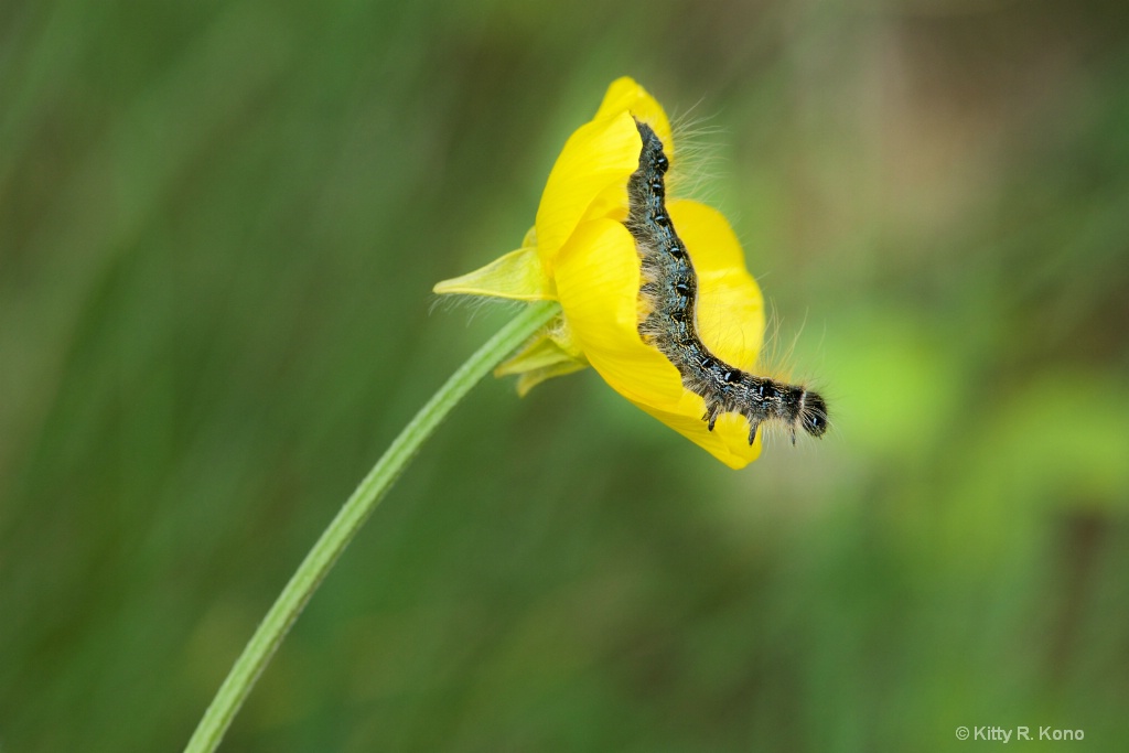 The Caterpillar and the Buttercup  - ID: 15363512 © Kitty R. Kono