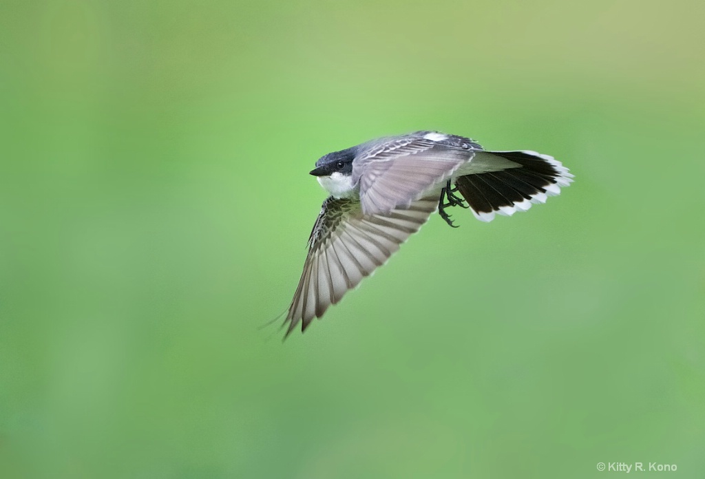 The Kingbird in a Flutter