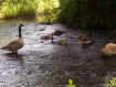 Goose in River