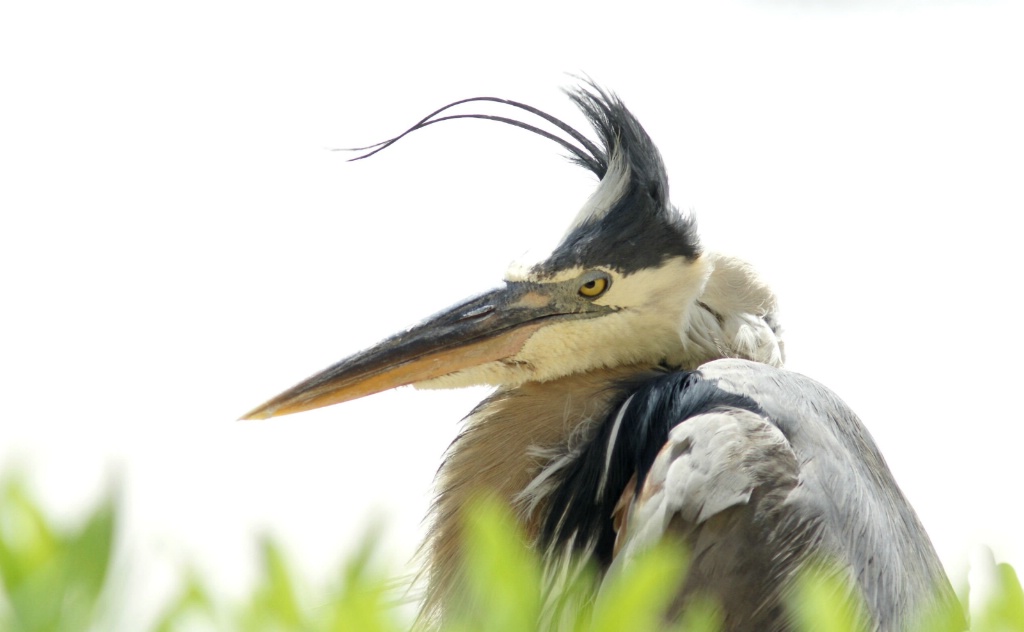 Bad Hair Day