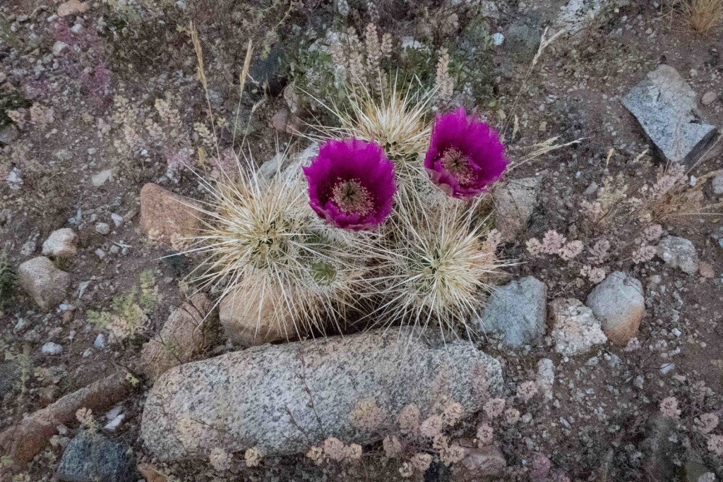 Native Hedgehog - ID: 15363781 © Patricia A. Casey