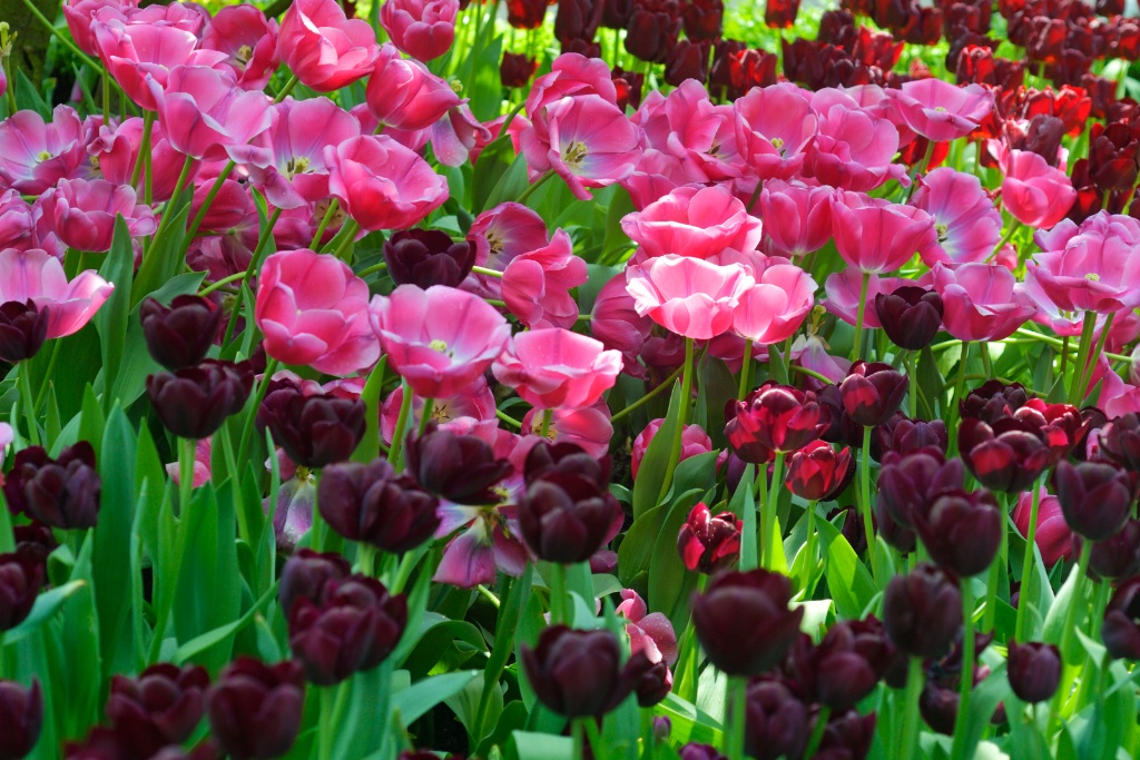 Tulips display