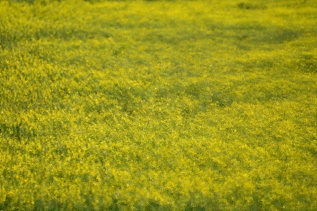 Field of yellow flowers....