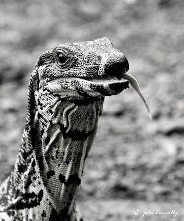 A Lace Monitor