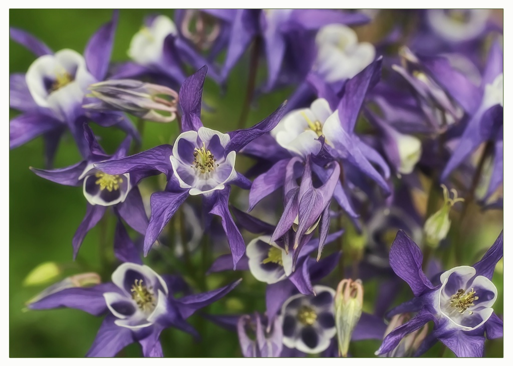 purple columbine