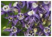 purple columbine
