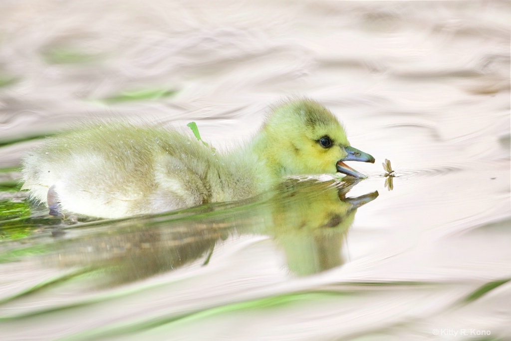 The Duckling and the Mayfly - ID: 15363860 © Kitty R. Kono