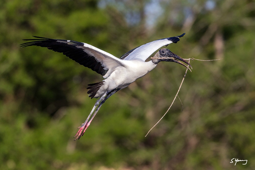 Wood Stork Nesting; Wakodahatchee Wetlands - ID: 15364133 © Richard S. Young