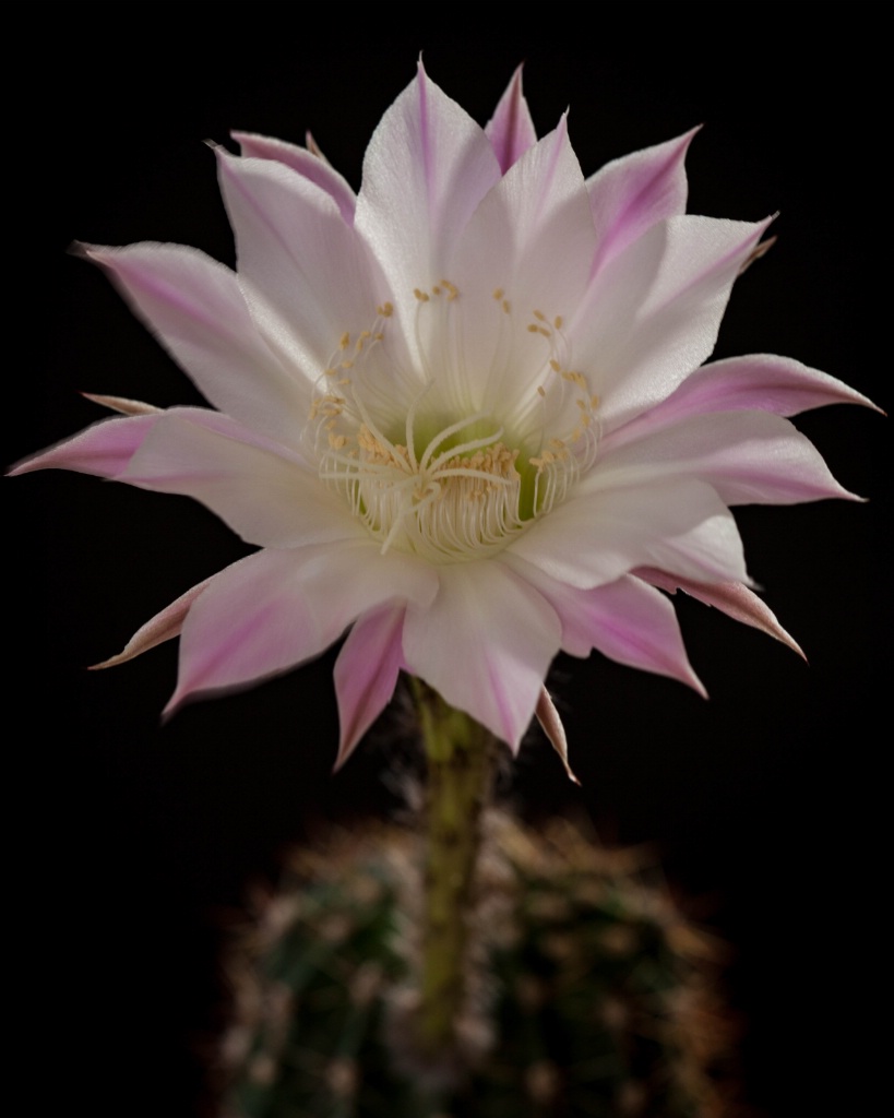 Easter Cactus Bloom - ID: 15364221 © Patricia A. Casey