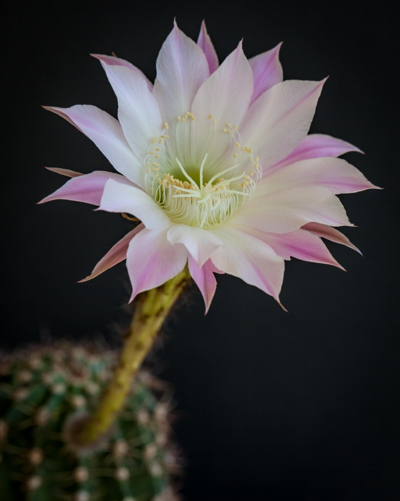 Easter Cactus Bloom - ID: 15364222 © Patricia A. Casey