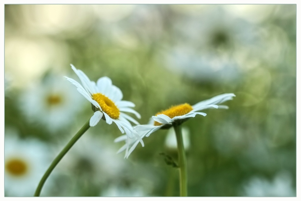 daisy affection