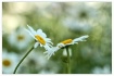 daisy affection
