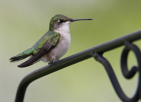 1st Hummingbird Of The Season!