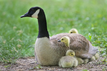 Mom and her Seven Kids 