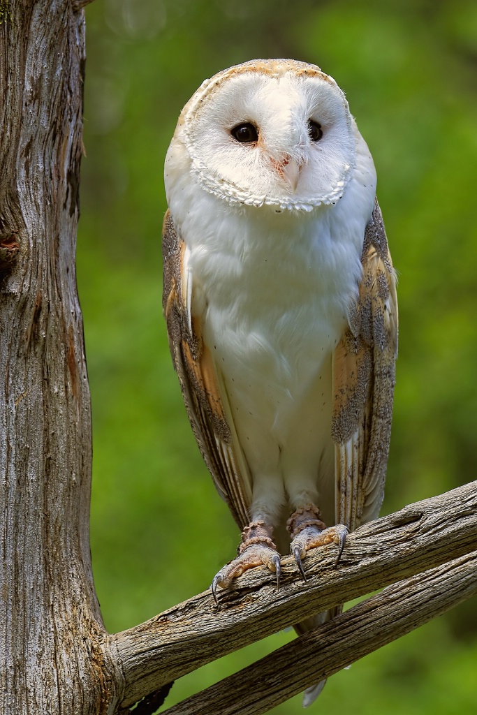 Barn Owl