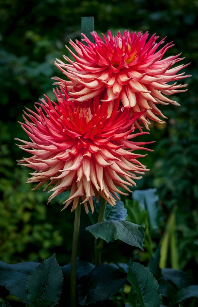 Darling Dahlias - ID: 15364872 © Patricia A. Casey