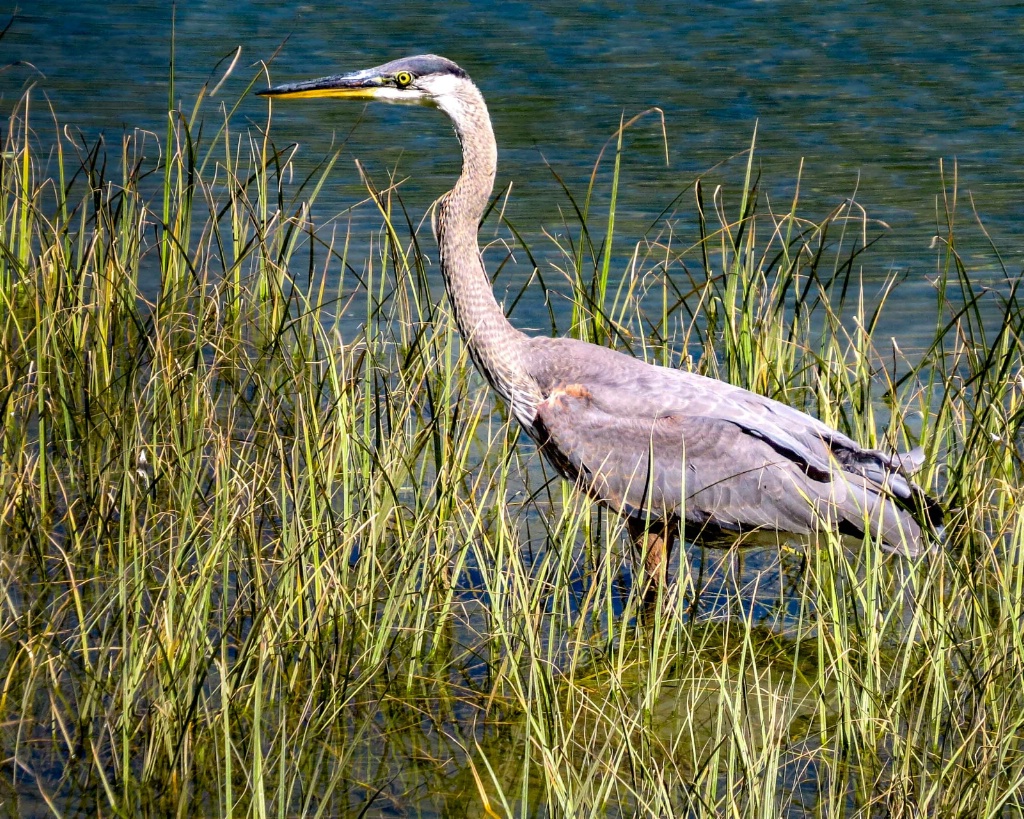 Great Blue Herson - ID: 15364874 © Patricia A. Casey