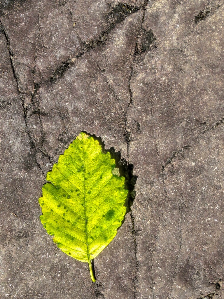 Leaf Study - ID: 15364876 © Patricia A. Casey