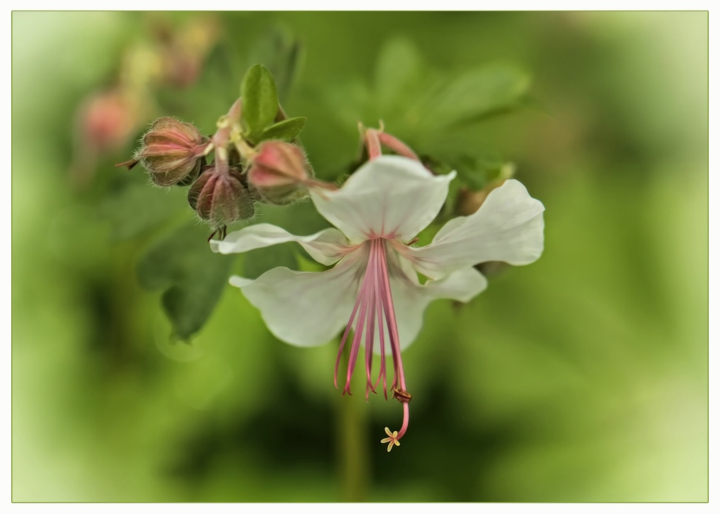 wild white geranium