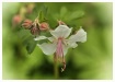 wild white gerani...
