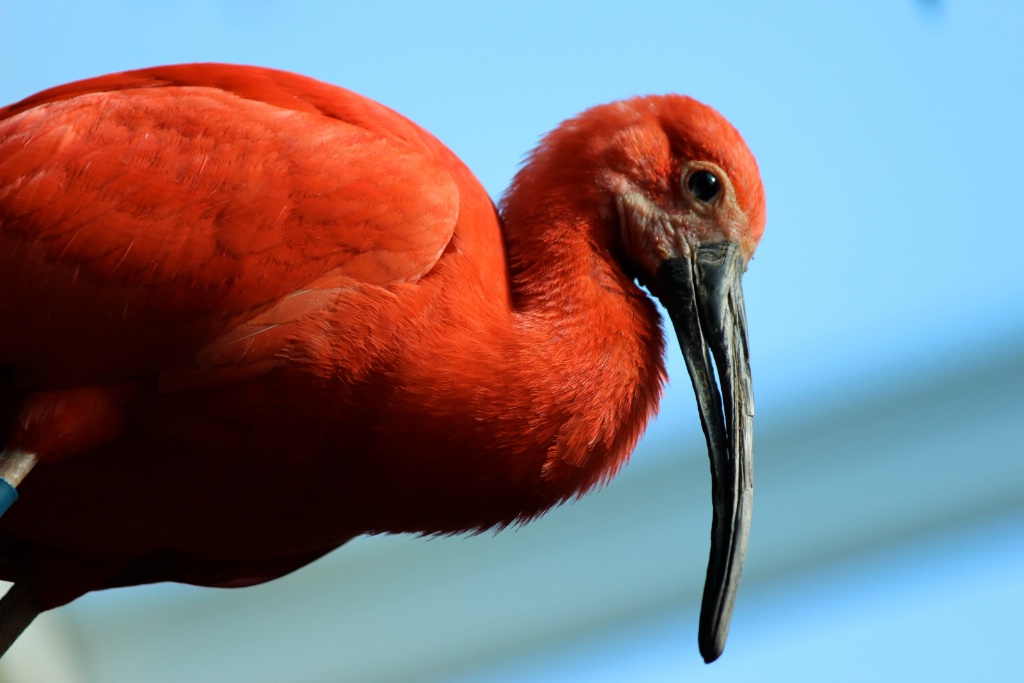 Red Ibis.JPG