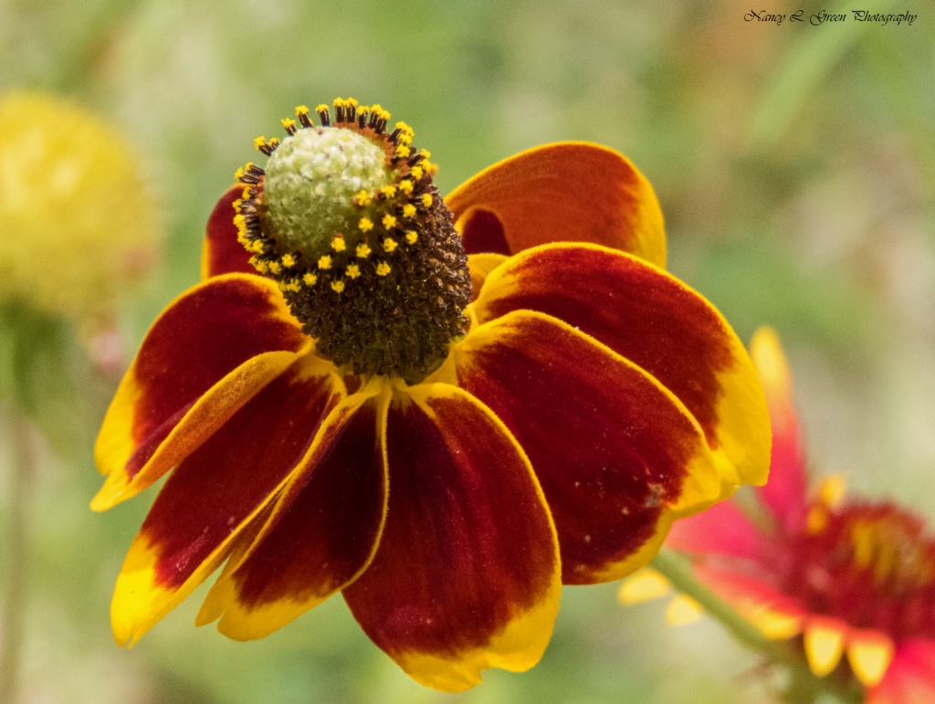 Mexican Hat