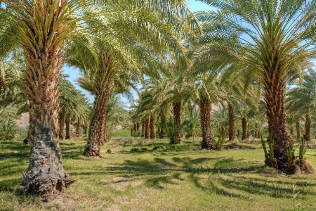 Date Palms