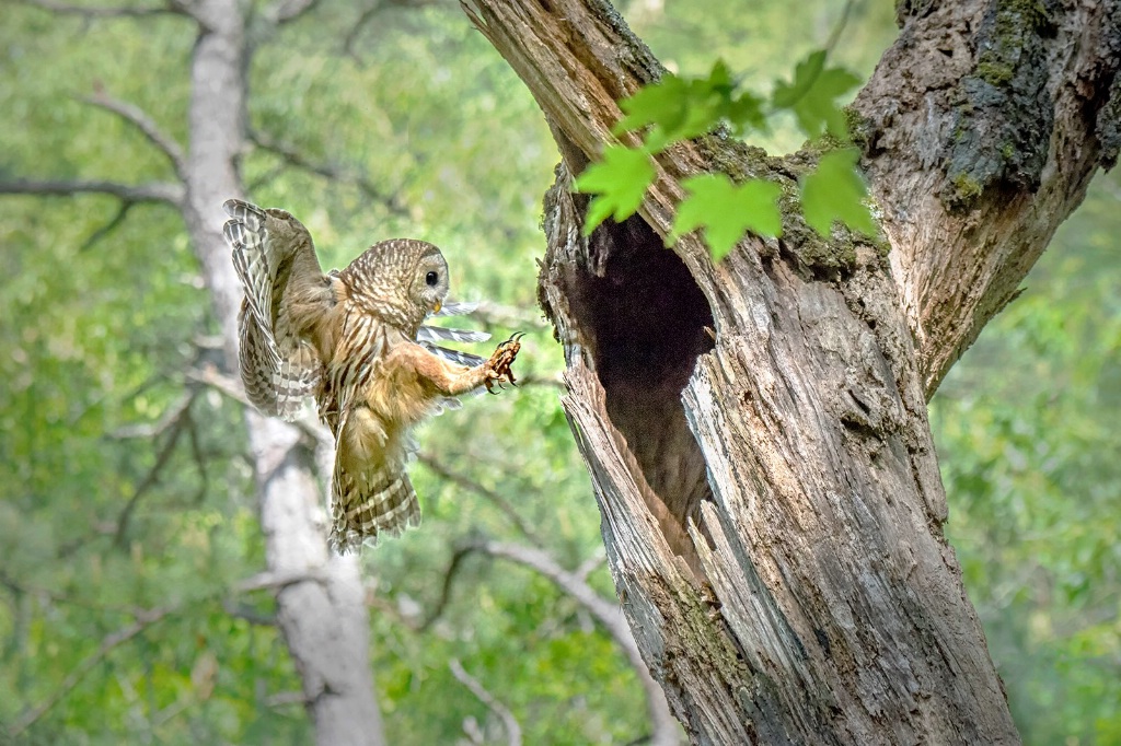 Owl 2 - ID: 15366127 © Donald R. Curry