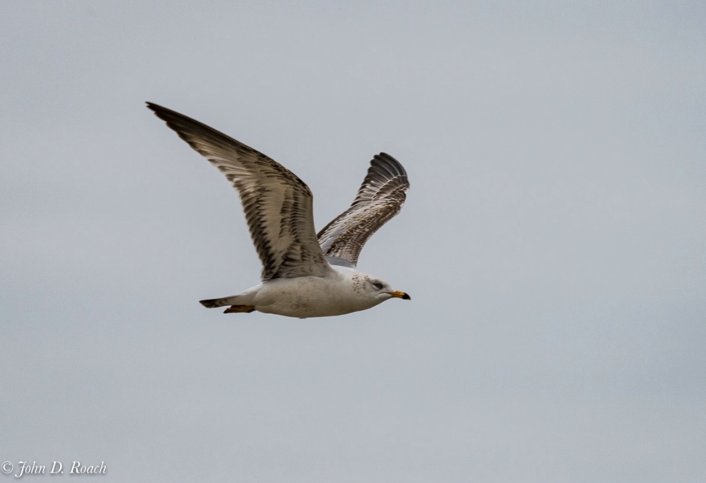 Gull in Flight-0531