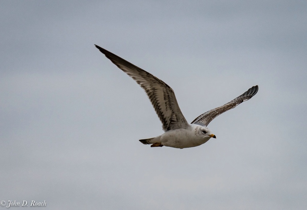 Gull in Flight-0528