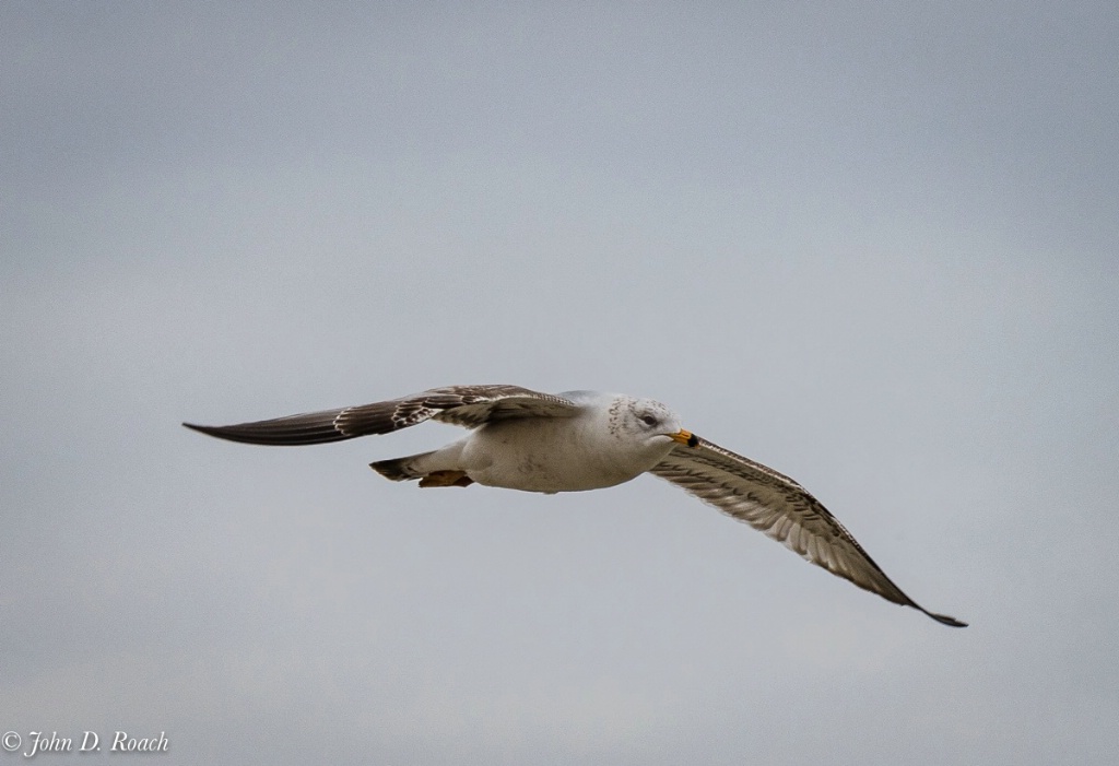 Gull in Flight-0529