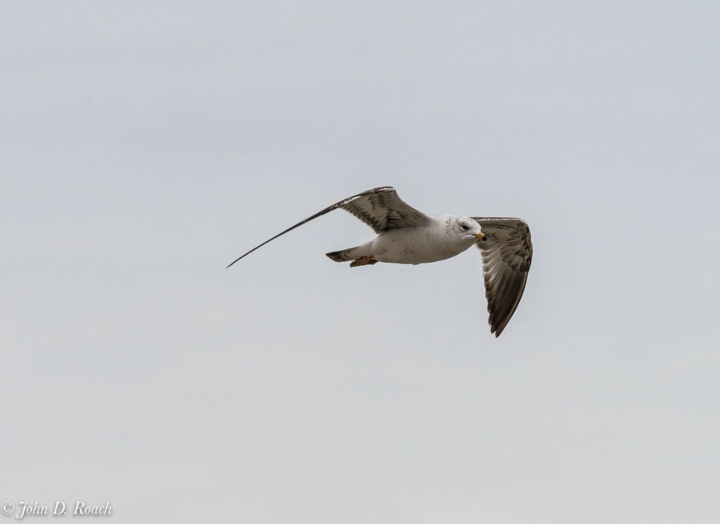 Gull in Flight-0530