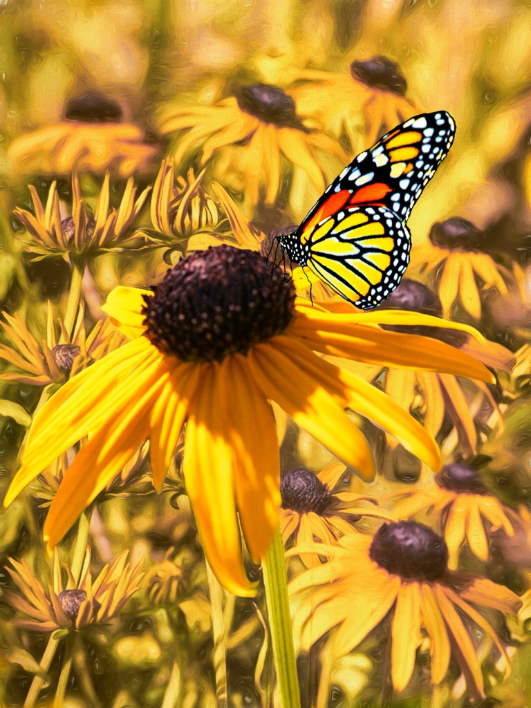 Brown Eyed Susans And The Monarch