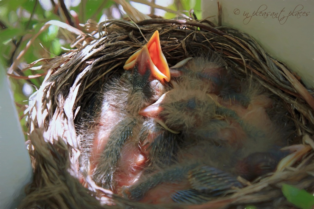 Baby Robins