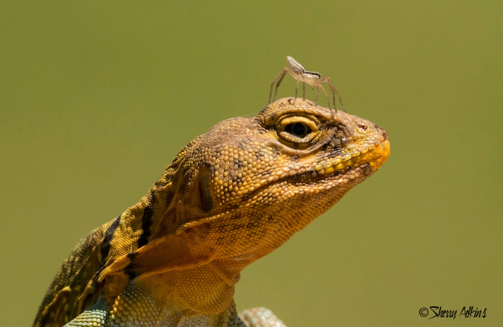 Collared Lizard and friend - ID: 15366481 © Sherry Karr Adkins