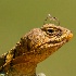 2Collared Lizard and friend - ID: 15366481 © Sherry Karr Adkins