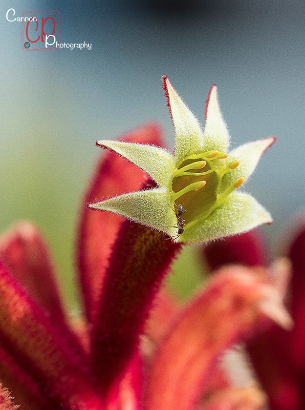 Kangaroo Paw