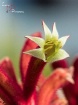 Kangaroo Paw