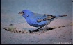 Blue Bird