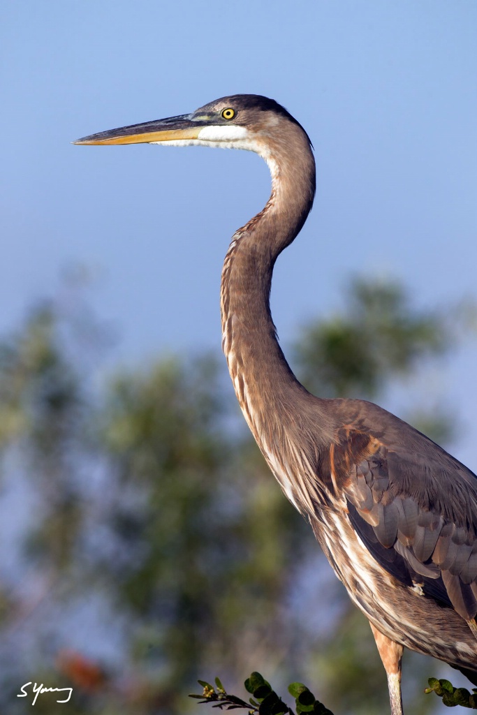 Great Blue Heron; Anhinga Trail, FL - ID: 15366774 © Richard S. Young