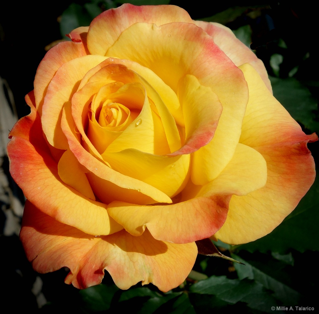 Two-Toned Rose