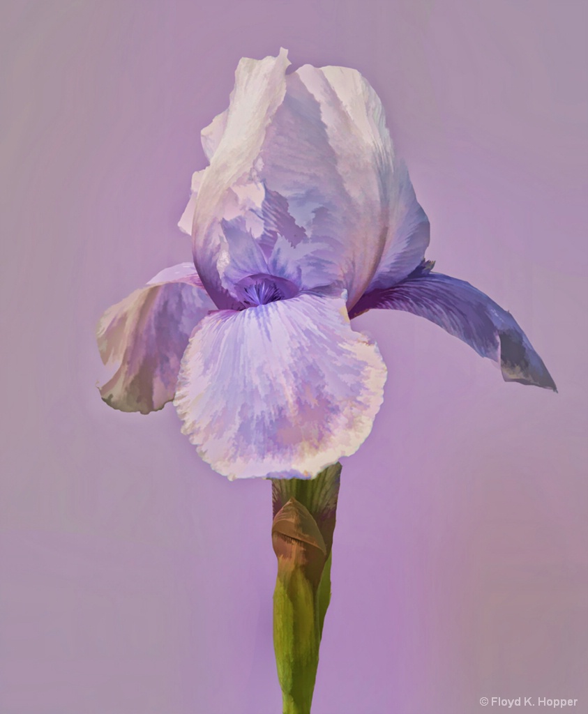 Iris in Lavender