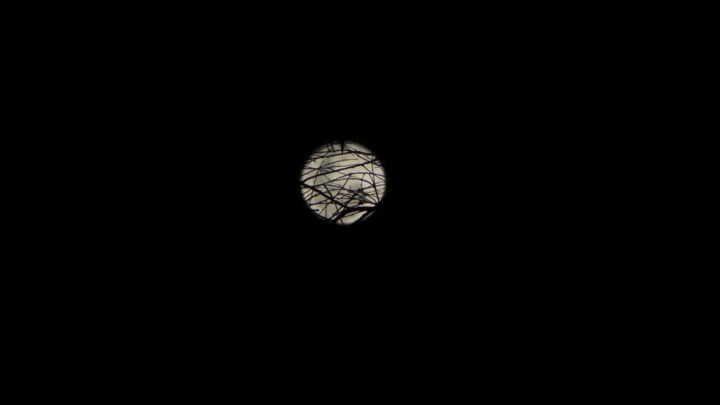 La Luna entre los arboles