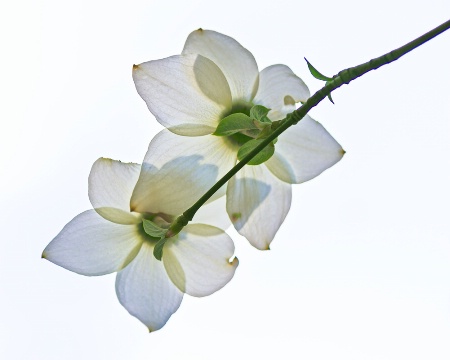 Spring Dogwoods