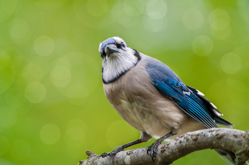 Blue Jay