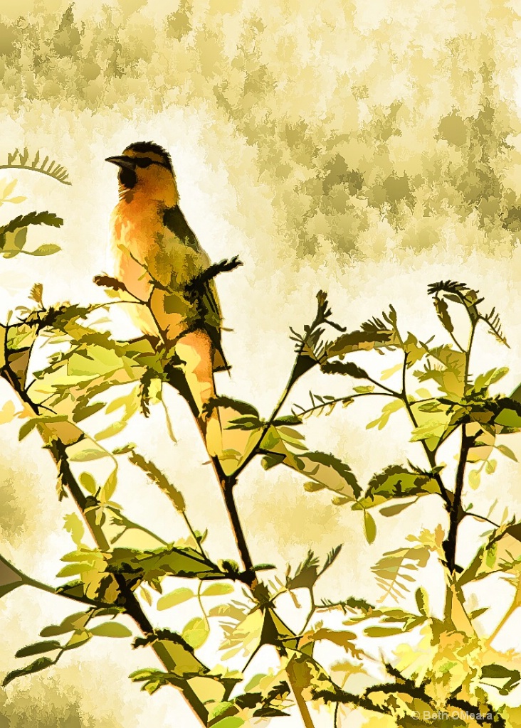 Bullocks Oriole - Filtered