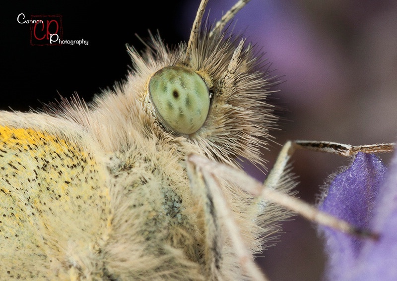 A butterflies Portrait