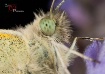 A butterflies Por...