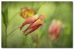 columbine